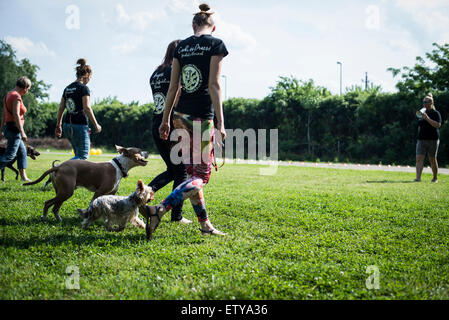 I proprietari di cani di differenti razze che mostra cane obbedienza a dog show Foto Stock