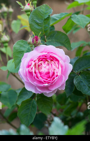 Rosa Gertrude Jekyll. Rosa rosa, David Austin roses Foto Stock