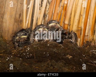 Quattro giovani Rondini (Hirundo rustica) in un nido sotto il tetto a lamelle di un fienile Foto Stock