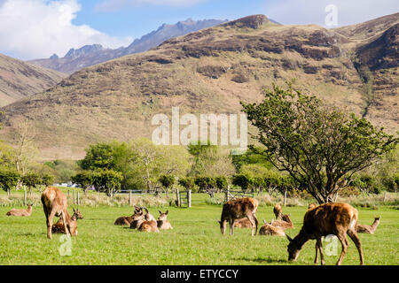 Scottish Red Deer cerve (Cervus elaphus) pascolano sui campi da golf in valle. Lochranza Isle of Arran Western Isles della Scozia UK Gran Bretagna Foto Stock