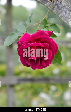 Rosa 'Etoile de hollande' English rosa rampicante su un pergolato. Rosa rossa. Giardini Waterperry, Oxfordshire, Inghilterra Foto Stock