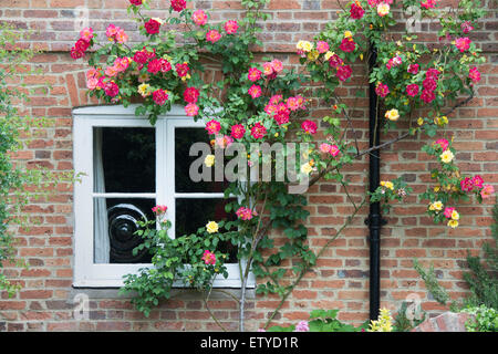 La fioritura delle rose intorno a una finestra cottage in Oxfordshire, Inghilterra Foto Stock