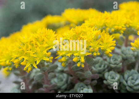 Sedum spathulifolium "Cape Blanco'. Cucchiaio lasciato stonecrop "Cape Blanco' luminoso con fiori di colore giallo Foto Stock