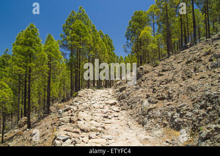 Gran Canaria, Caldera de Tejeda, canaria di pini lungo il vecchio lastricato sentiero escursionistico di Roque Nublo, camino real Foto Stock