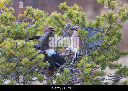 Eurasian, la Ghiandaia Garrulus glandarius, in lotta per il cibo in una struttura ad albero di ginepro Foto Stock