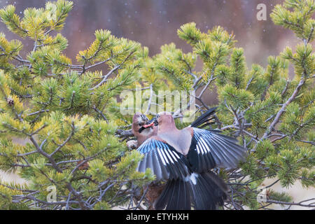 Eurasian, la Ghiandaia Garrulus glandarius, in lotta per il cibo in una struttura ad albero di ginepro Foto Stock