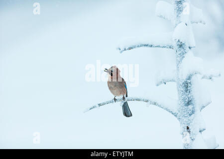 Eurasian Jay Garrulus glandarius, seduti in un freddo gelido e nevoso vecchio albero, sembra che egli sta cantando Foto Stock