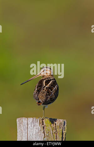 Beccaccino (Gallinago gallinago) in piedi su una gamba sul palo da recinzione Foto Stock