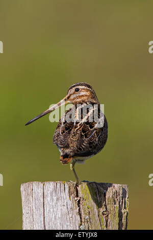 Beccaccino (Gallinago gallinago) in piedi su una gamba sul palo da recinzione Foto Stock