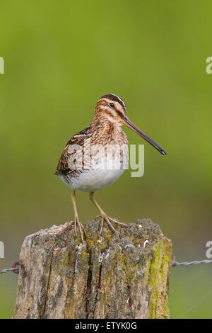 Beccaccino (Gallinago gallinago) arroccato su palo da recinzione Foto Stock