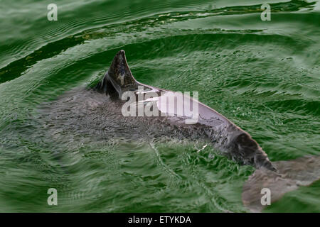 La focena (Phocoena phocoena) affiorante e mostrando triangolare pinna dorsale Foto Stock