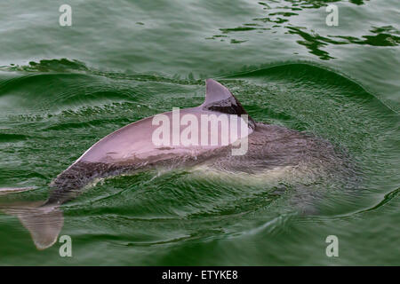 La focena (Phocoena phocoena) affiorante e mostrando triangolare pinna dorsale Foto Stock