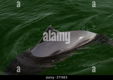 La focena (Phocoena phocoena) affiorante e mostrando triangolare pinna dorsale Foto Stock