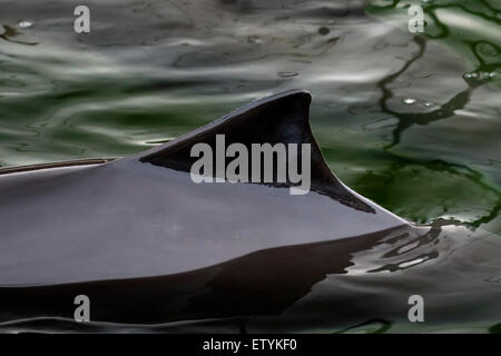 La focena (Phocoena phocoena) affiorante e mostrando triangolare pinna dorsale Foto Stock