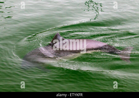 La focena (Phocoena phocoena) affiorante e mostrando triangolare pinna dorsale Foto Stock