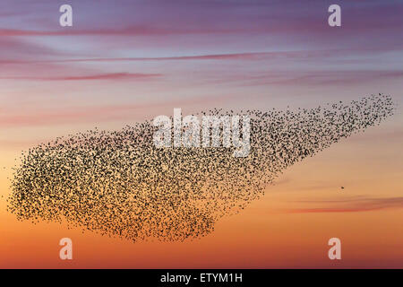 Unione starling murmuration / grande gregge di comune storni (Sturnus vulgaris) e uccelli di preda in volo al tramonto Foto Stock