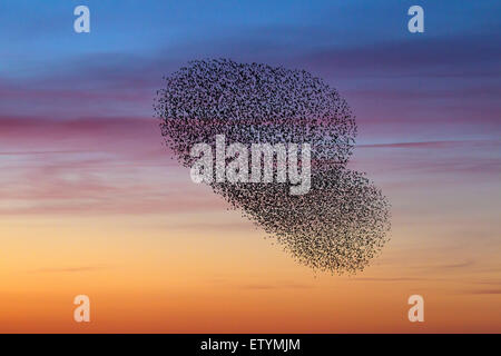 Unione starling murmuration / grande gregge di comune storni (Sturnus vulgaris) in volo al tramonto Foto Stock