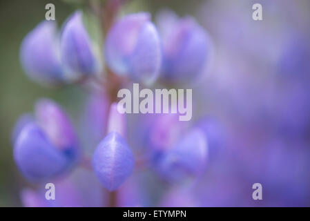 Soft close up di Lupin fiori con blu e viola broccoli. Foto Stock