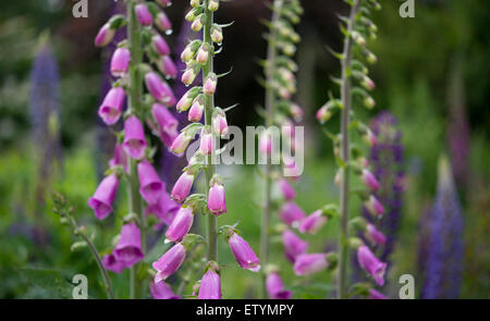 Alti ed eleganti guglie di viola Foxgloves in un paese di lingua inglese giardino in giugno. Foto Stock