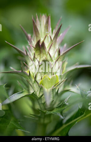 Close up un dettaglio di Acanto Spinosus flower head emerging all'inizio dell'estate. Foto Stock