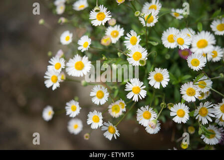 Erigeron Karvinskianus con minuscoli daisy come fiori Fioritura in estate. Foto Stock