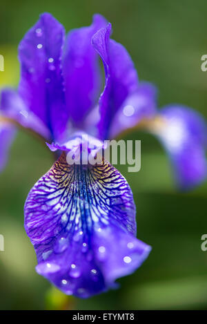 Blu Iris Sibirica con venature bianche in stretta verso l'alto. Gocce di pioggia sulla petali. Foto Stock