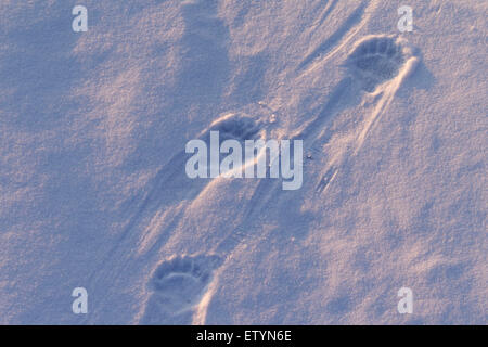 Orso polare (Ursus maritimus / Thalarctos maritimus) tracce nella neve Foto Stock