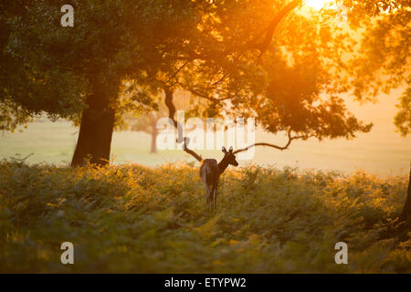 Un cervi rossi su un inizio di estate in mattinata il Richmond Park. Foto Stock