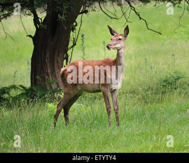 Vigile il cervo rosso cervo (Cervus elaphus) in piedi in un parco con i suoi orecchi punga Foto Stock