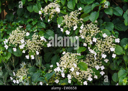 Hydrangea petiolaris anomala Foto Stock