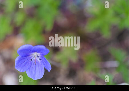 Geranium pratense Brookside. Foto Stock