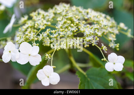 Hydrangea petiolaris anomala Foto Stock