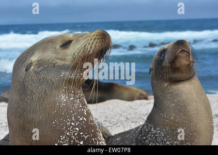 Le Galapagos sea lion novellame stendere sulla spiaggia Foto Stock