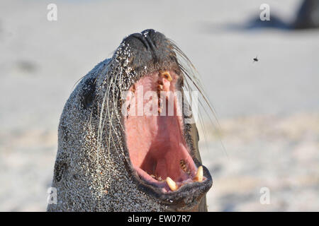 Le Galapagos sea lion bull ruggisce a volare! Foto Stock