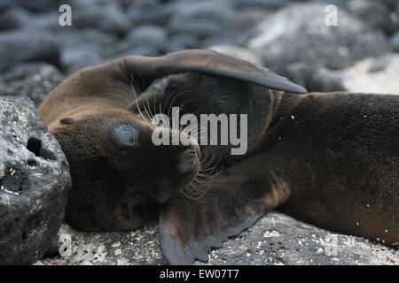 Le Galapagos sea lion cuccioli giocando Foto Stock