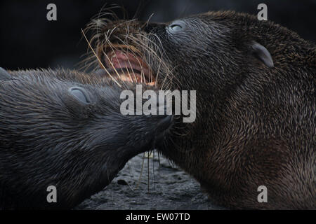 Le Galapagos sea lion cuccioli giocando Foto Stock