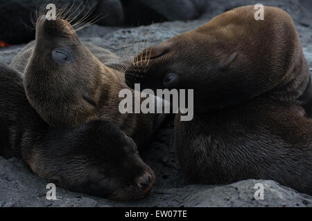 Le Galapagos sea lion cuccioli giocando Foto Stock