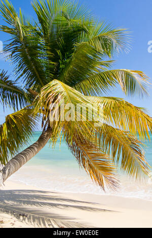 Lonely palm giacente sulla spiaggia caraibica con spiaggia turchese in background. Foto Stock