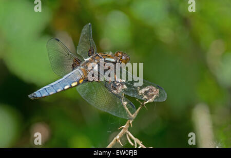 Ampio maschio corposo Chaser-Libellula depressa.uk Foto Stock