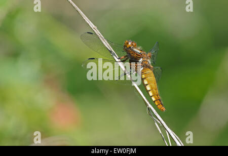 Ampio femmina corposo Chaser-Libellula depressa.uk Foto Stock