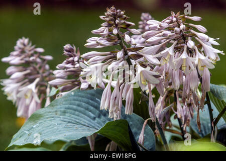 Hosta Blue Angel fiori giugno pianta Foto Stock