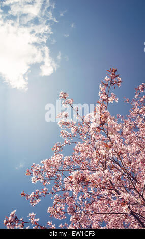 Ciliegio (Prunus sargentii) blossoms blooming contro il cielo blu in primavera Foto Stock