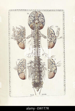 La scienza di anatomia umana da Bartholomeo Eustachi, raffigurante la forma, le dimensioni e la posizione relativa degli organi della persona umana Foto Stock