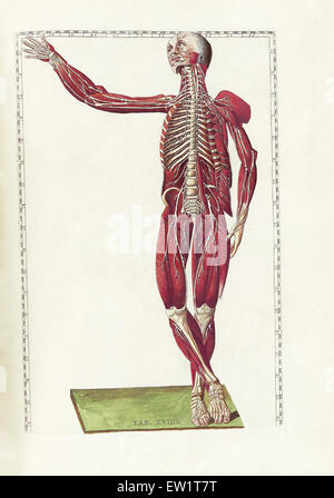 La scienza di anatomia umana da Bartholomeo Eustachi, raffigurante la forma, le dimensioni e la posizione relativa degli organi della persona umana Foto Stock