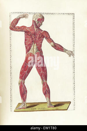 La scienza di anatomia umana da Bartholomeo Eustachi, raffigurante la forma, le dimensioni e la posizione relativa degli organi della persona umana Foto Stock