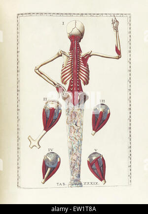 La scienza di anatomia umana da Bartholomeo Eustachi, raffigurante la forma, le dimensioni e la posizione relativa degli organi della persona umana Foto Stock