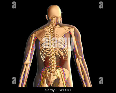 Trasparente vista posteriore del corpo umano che mostra lo scheletro, il rene ed il sistema nervoso. Foto Stock