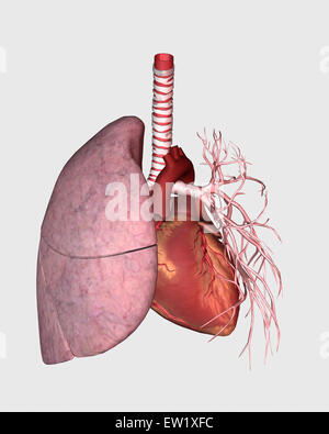 Circolazione polmonare del cuore umano e del polmone. Foto Stock