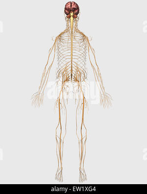 Illustrazione medica del sistema nervoso periferico con il cervello. Foto Stock