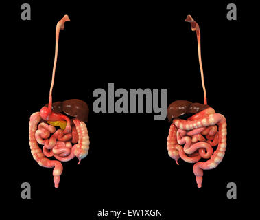 3D rendering dell apparato digestivo umano. Foto Stock